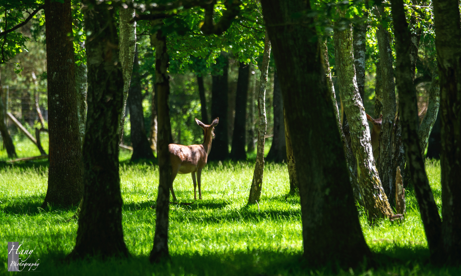 Red deer