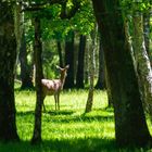 Red deer