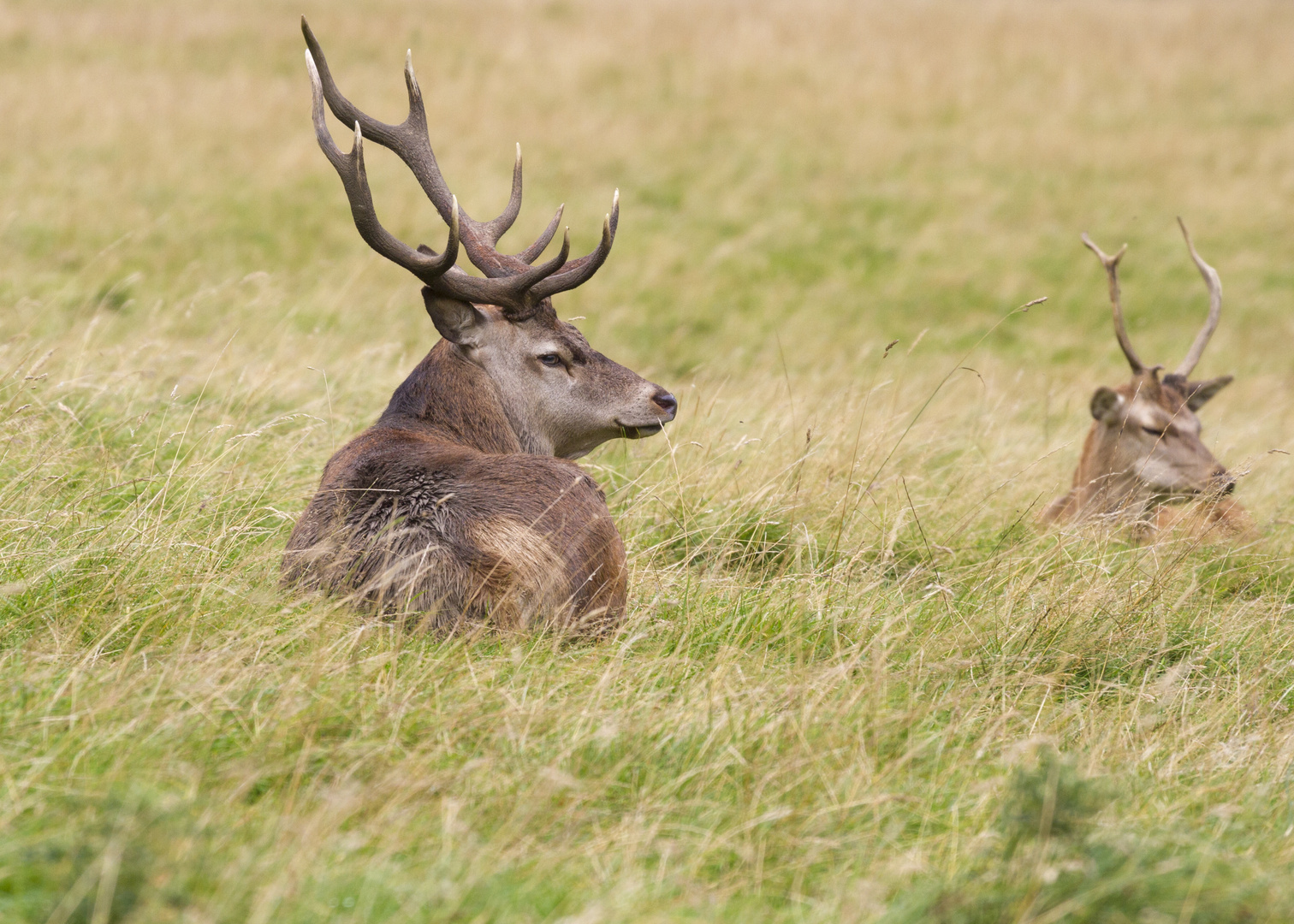 Red deer (Cervus elaphus)