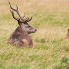 Red deer (Cervus elaphus)