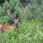 Red deer