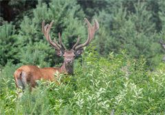 Red deer