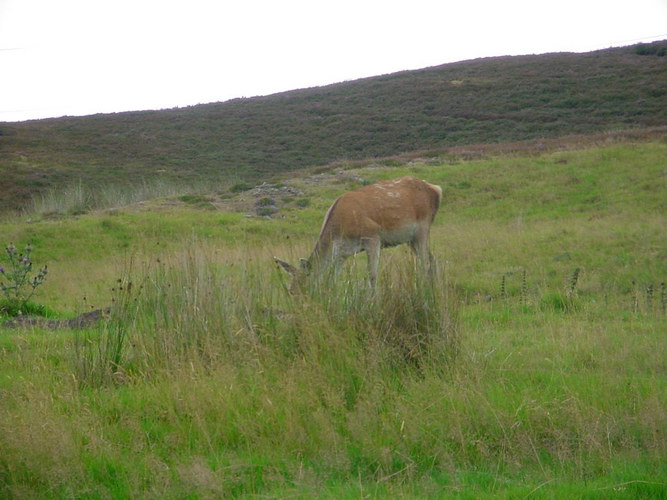 Red Deer