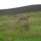 Red Deer