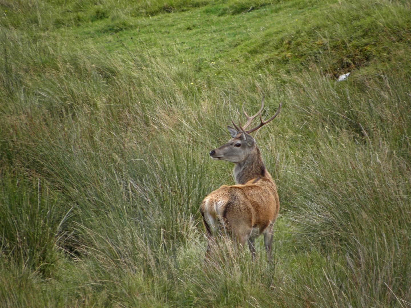 Red Deer