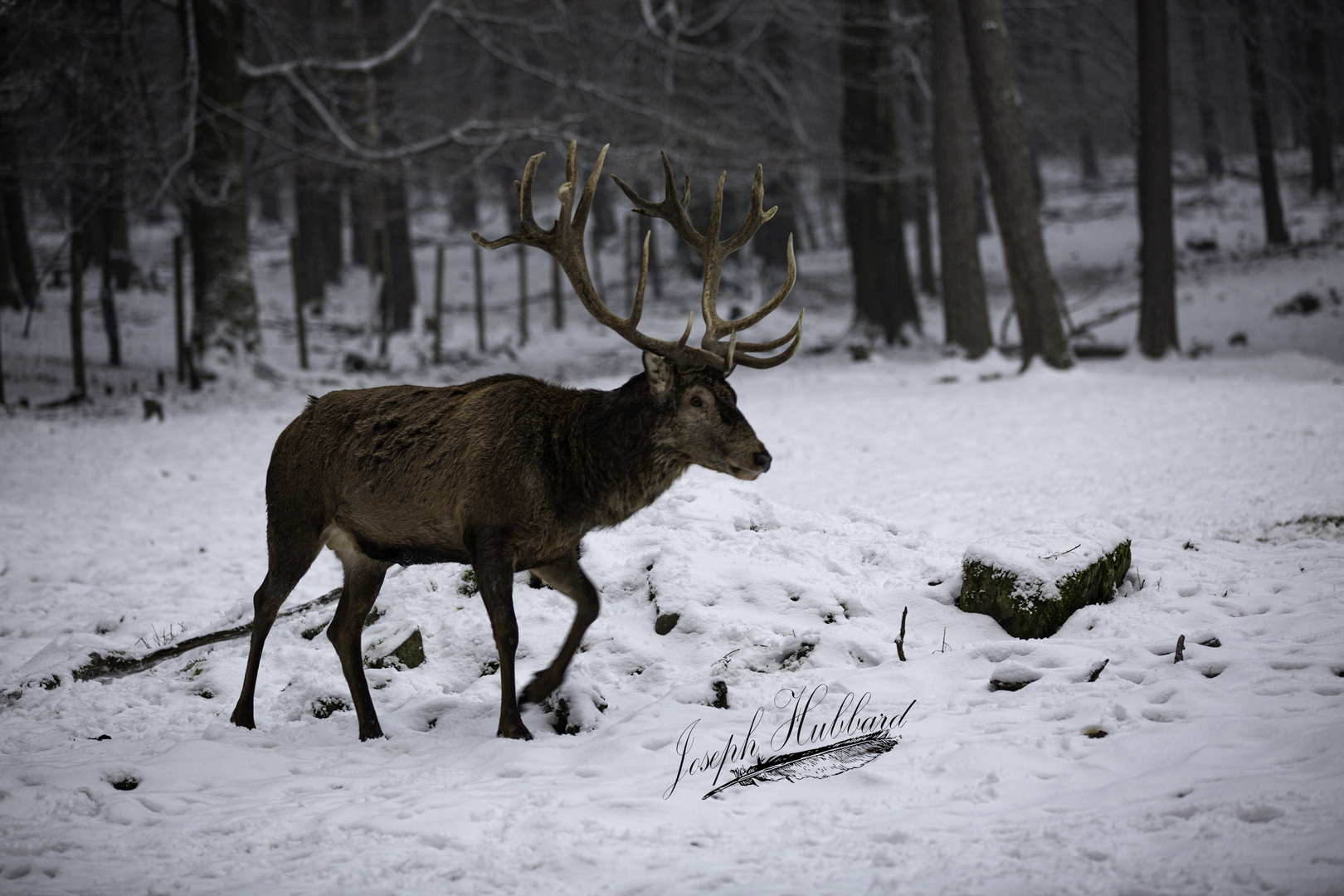 Red deer in snow