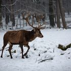 Red deer in snow