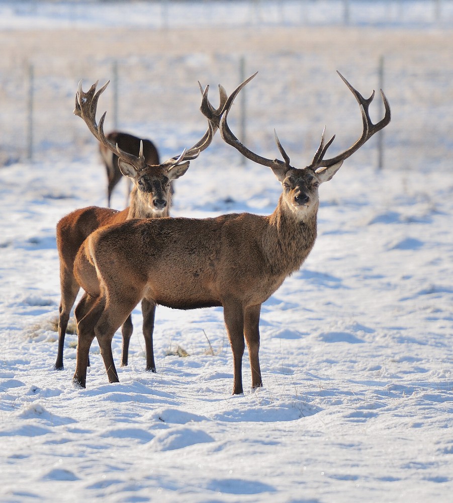 Red Deer in Snow