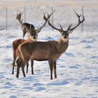 Red Deer in Snow