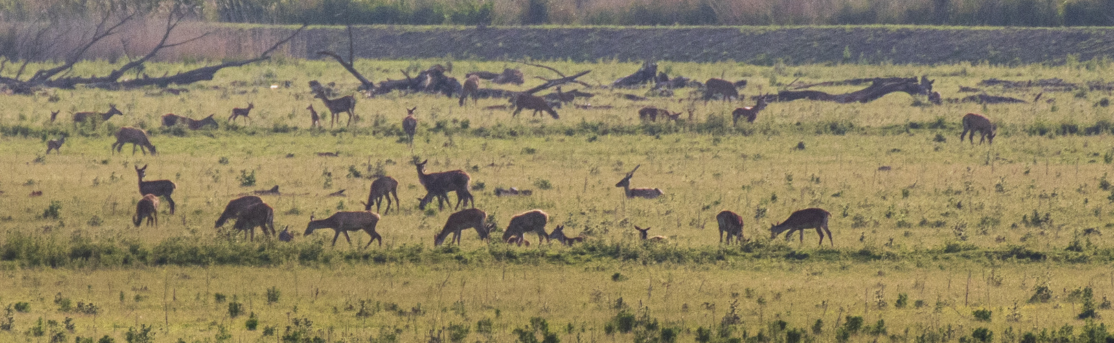 Red Deers