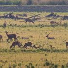 Red Deers