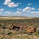 Red Desert Wyoming