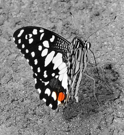 red dot butterfly