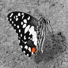 red dot butterfly