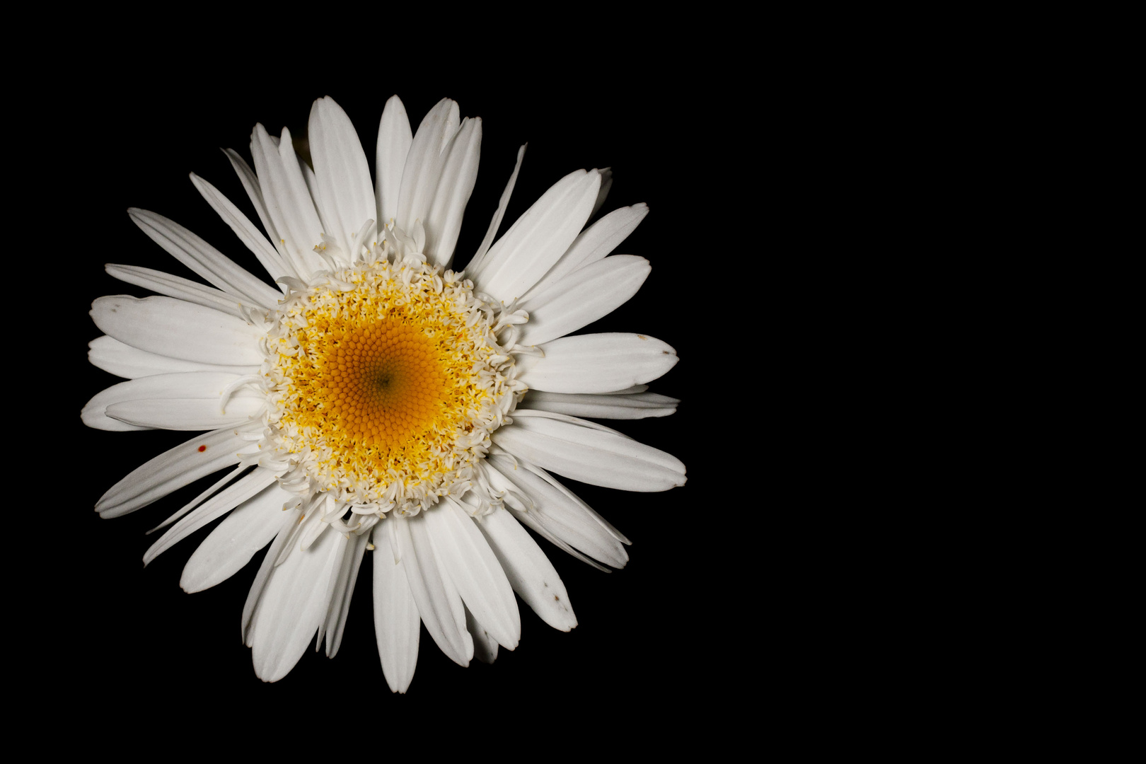 Red Dot on a Daisy.