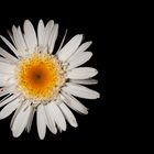 Red Dot on a Daisy.