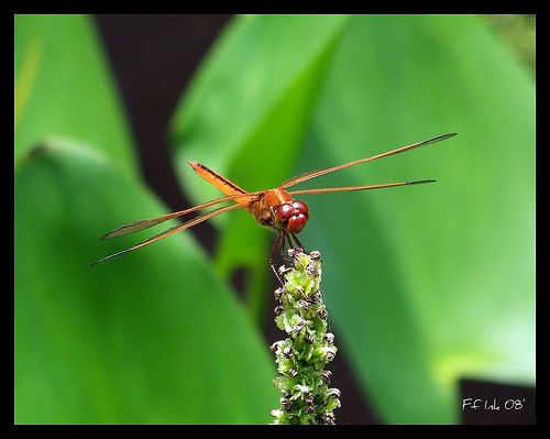 Red Dragon