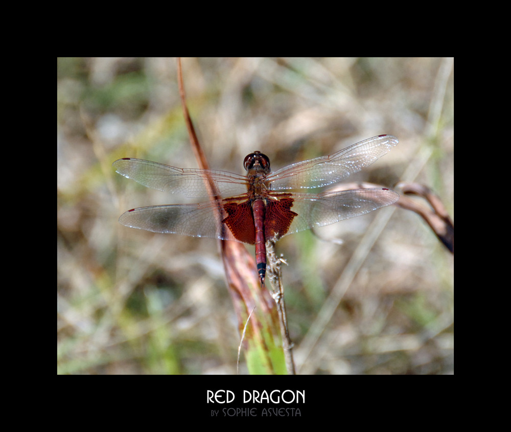 Red Dragon