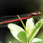 Red Dragon Fly