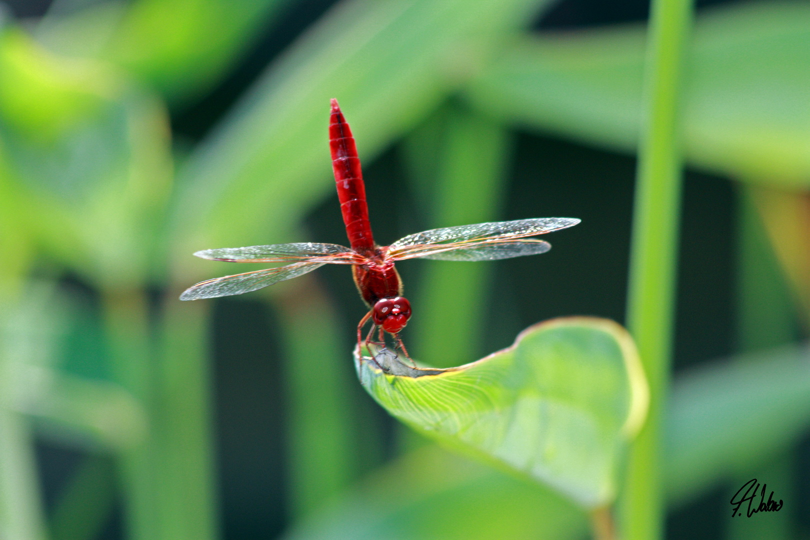 RED DRAGON FLY