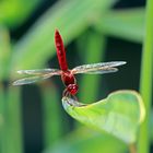 RED DRAGON FLY