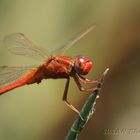 Red dragon fly