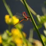 red dragon-fly.