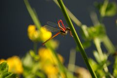 red dragon-fly.