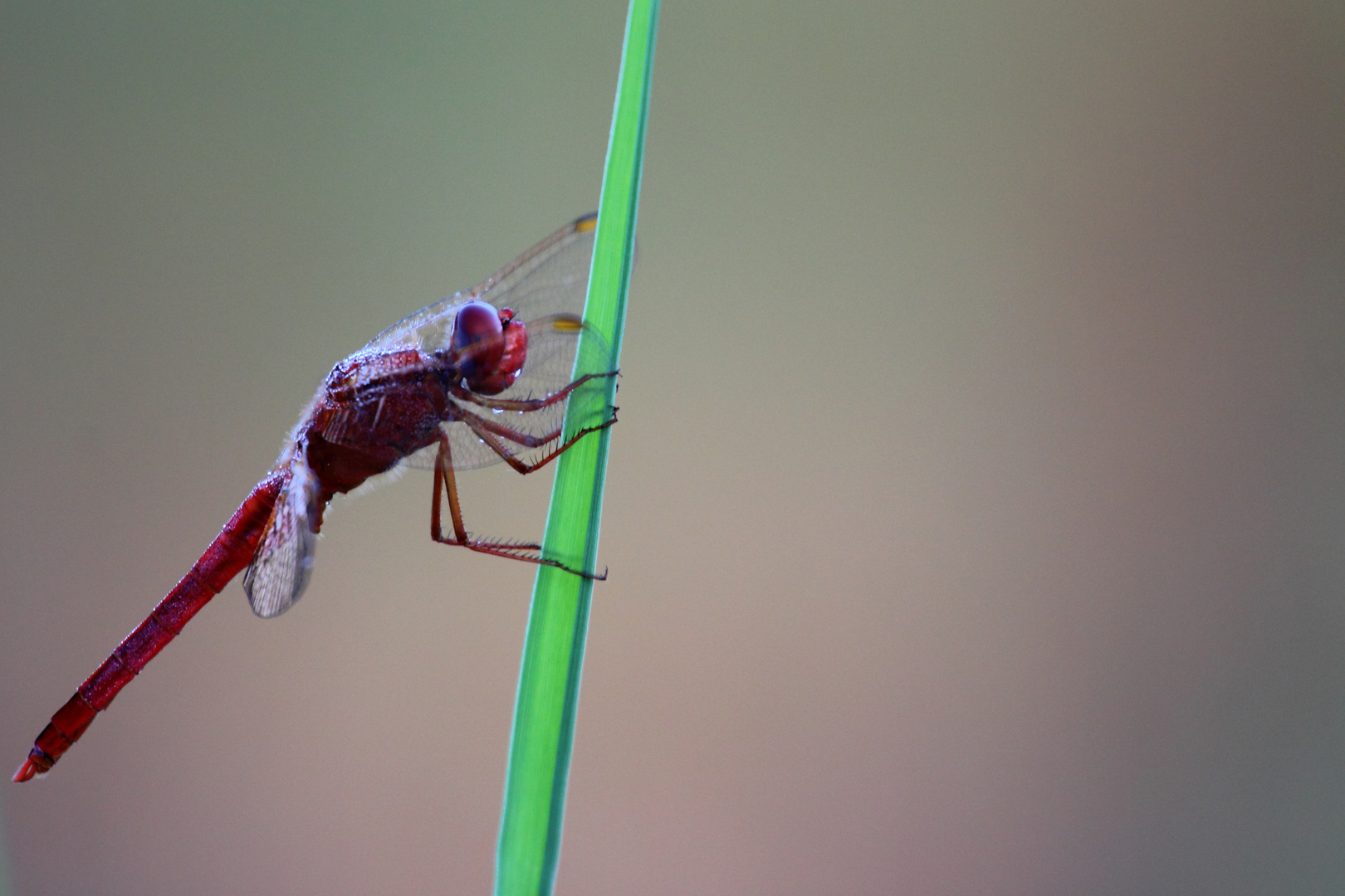 Red Dragon Fly