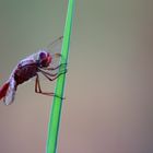 Red Dragon Fly