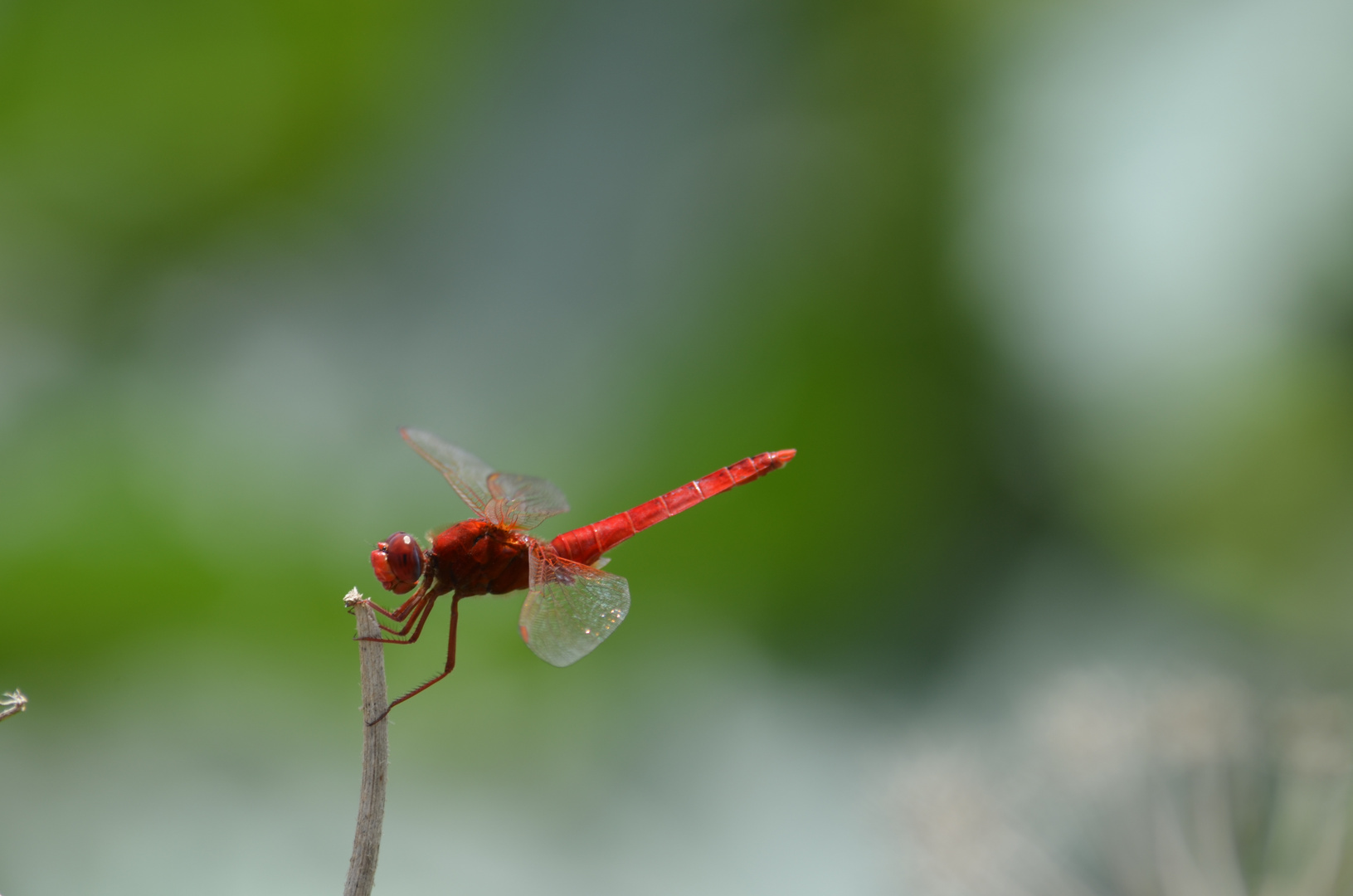 Red dragon fly Malta 2014