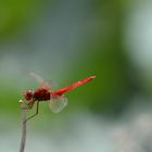 Red dragon fly Malta 2014