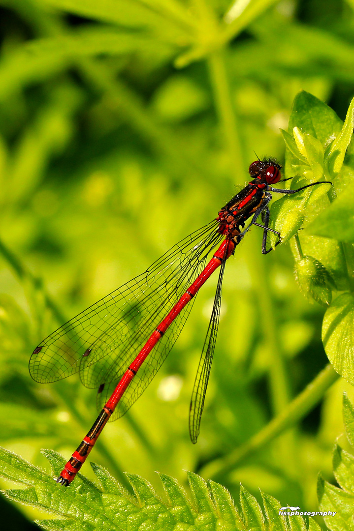 Red Dragonflies 2012