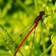 Red Dragonflies 2012