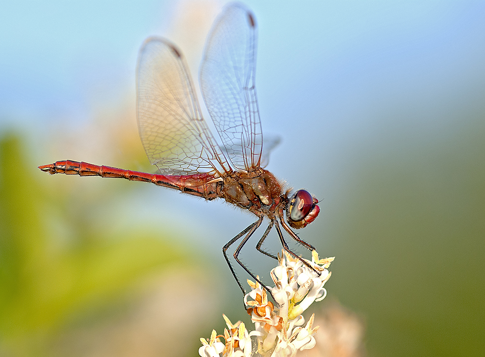 Red DragonFly