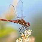 Red DragonFly