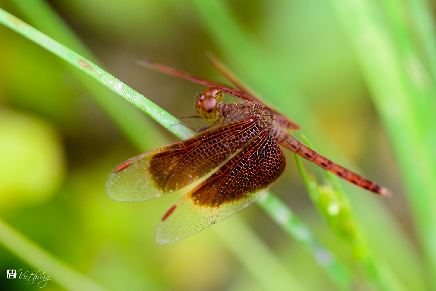 Red dragonfly #1