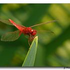 Red Dragonfly