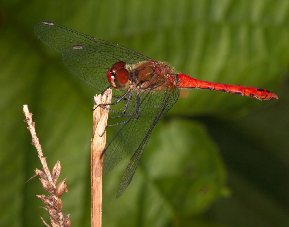 Red Dragonfly