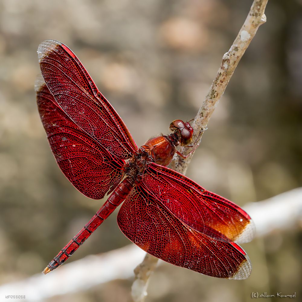 red dragonfly Foto & Bild makro, natur, libelle Bilder auf