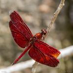 red dragonfly 