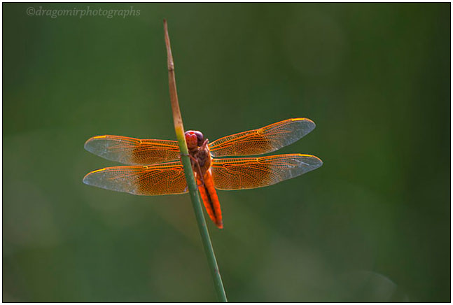 Red Dragonfly 2