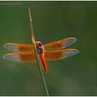 Red Dragonfly 2