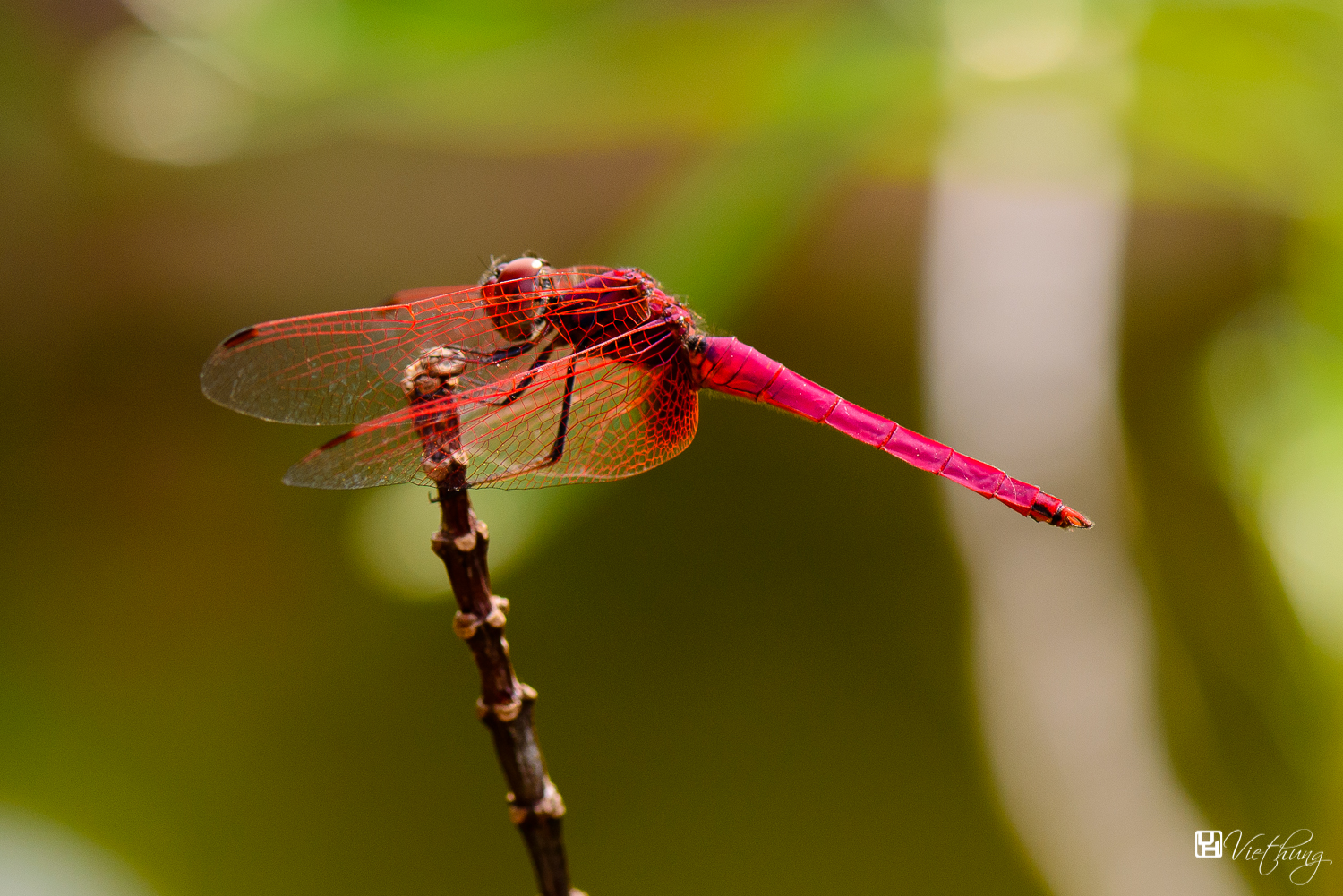 Red dragonfly