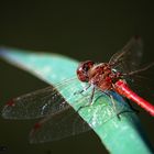 Red Dragonfly