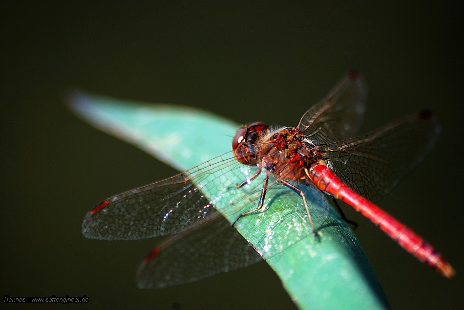 Red Dragonfly