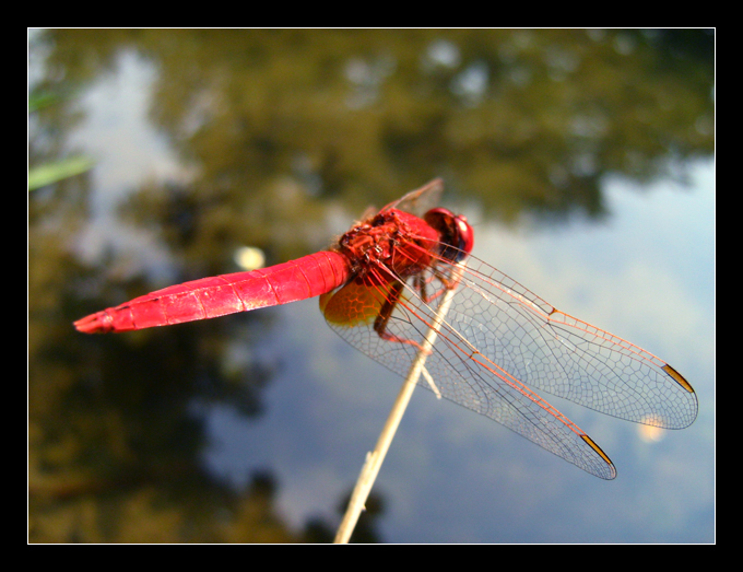 red dragonfly