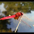 red dragonfly