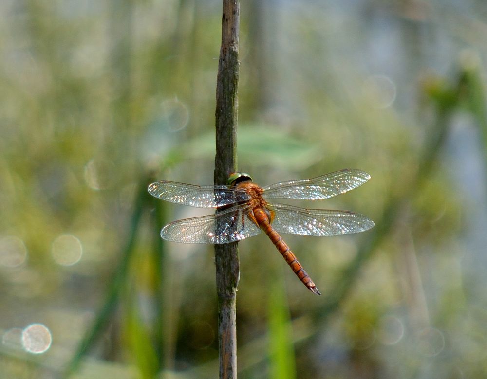 Red Dragonfly