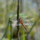 Red Dragonfly